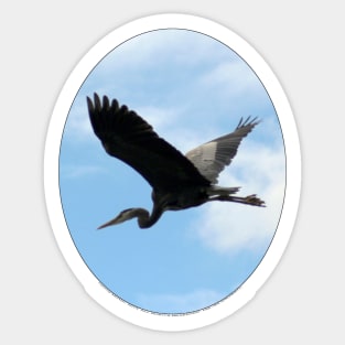 Great Blue Heron Flying Past the Clouds Above Trojan Pond Sticker